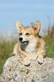 CORGI PEMBROKE 801